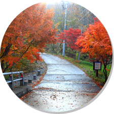 Seongjusan Mountain Natural Forest