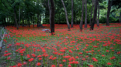 Daecheon Recreation [photo]