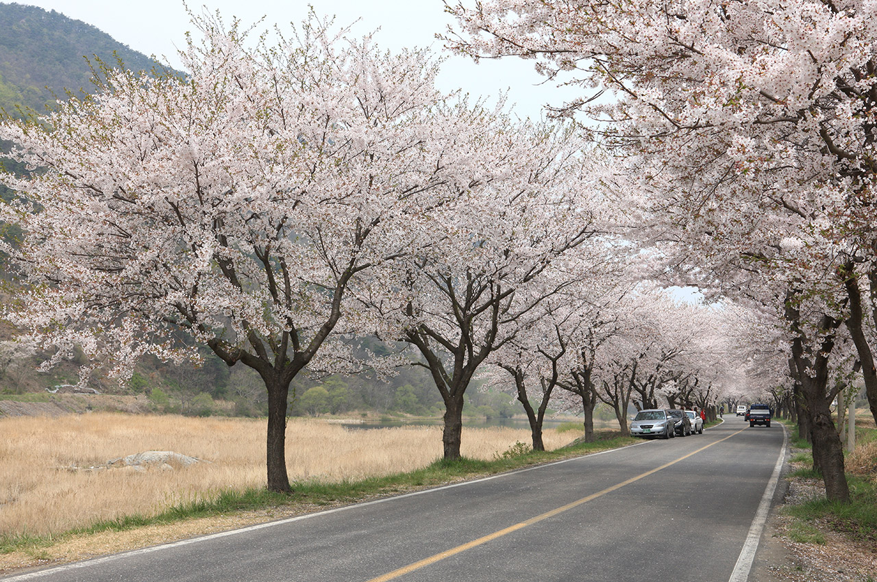 주산벚꽃축제 사진