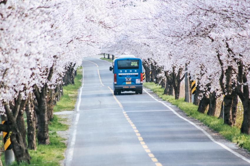 주산벚꽃길